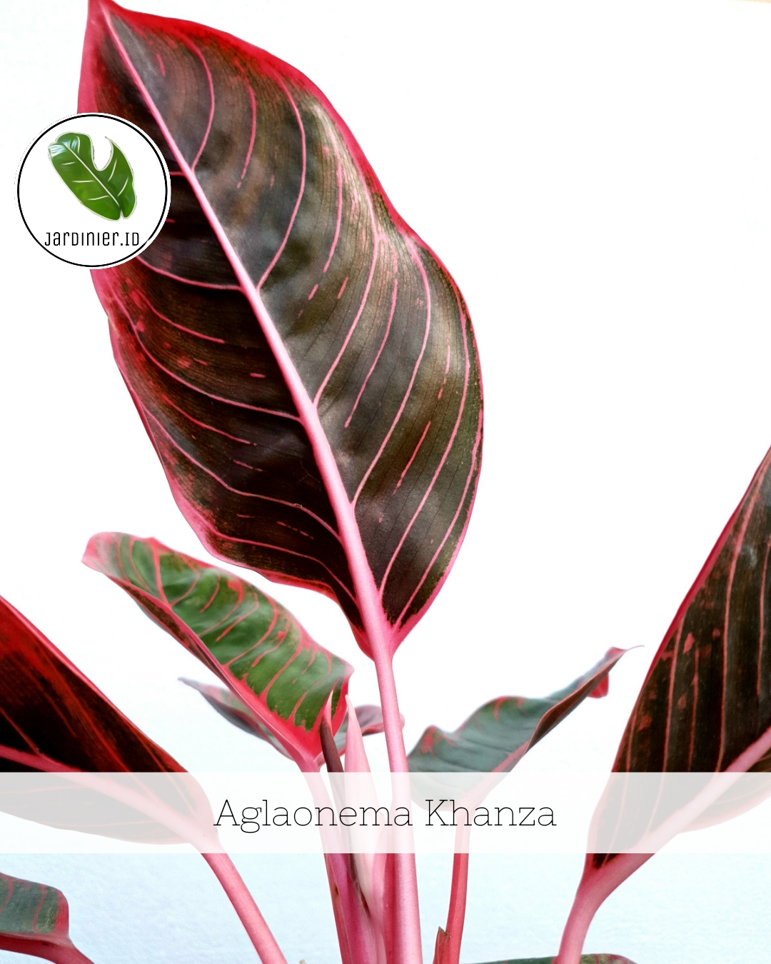 dracaena draco plant for sale Dragon Tree General Tree