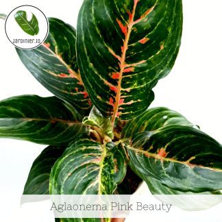 Aglaonema Pink Beauty