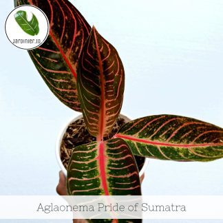 Aglaonema Pride of Sumatra