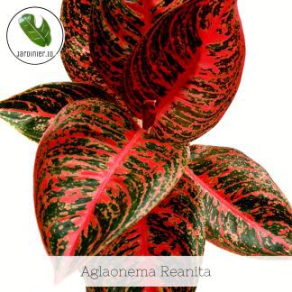 Aglaonema Reanita