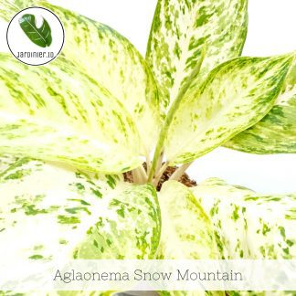 Aglaonema Snow Mountain