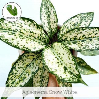 Aglaonema Snow White
