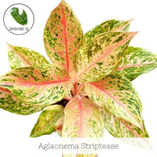 Aglaonema Striptease