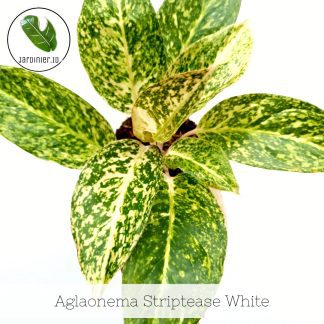 Aglaonema Striptease White