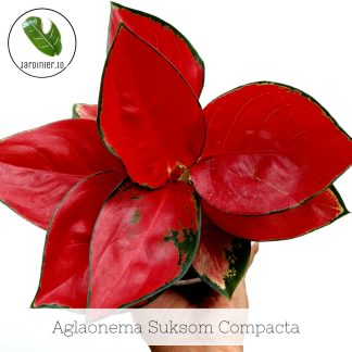 Aglaonema Suksom