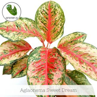 Aglaonema Sweet Dream