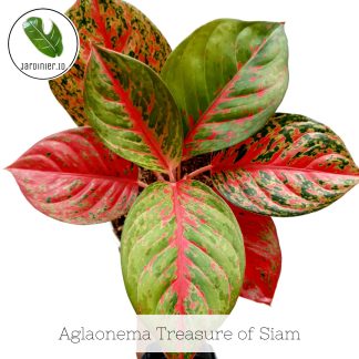 Aglaonema Treasure of Siam