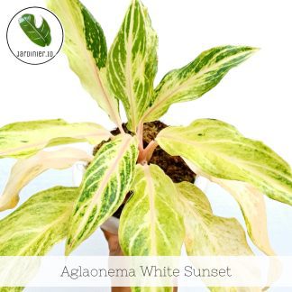 Aglaonema White Sunset