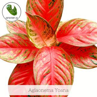 Aglaonema Yoana