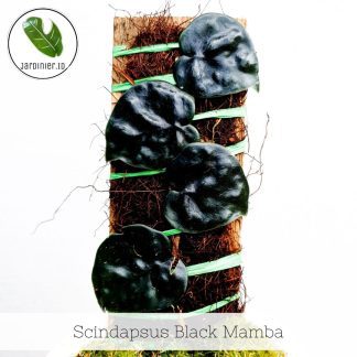 Scindapsus Black Mamba