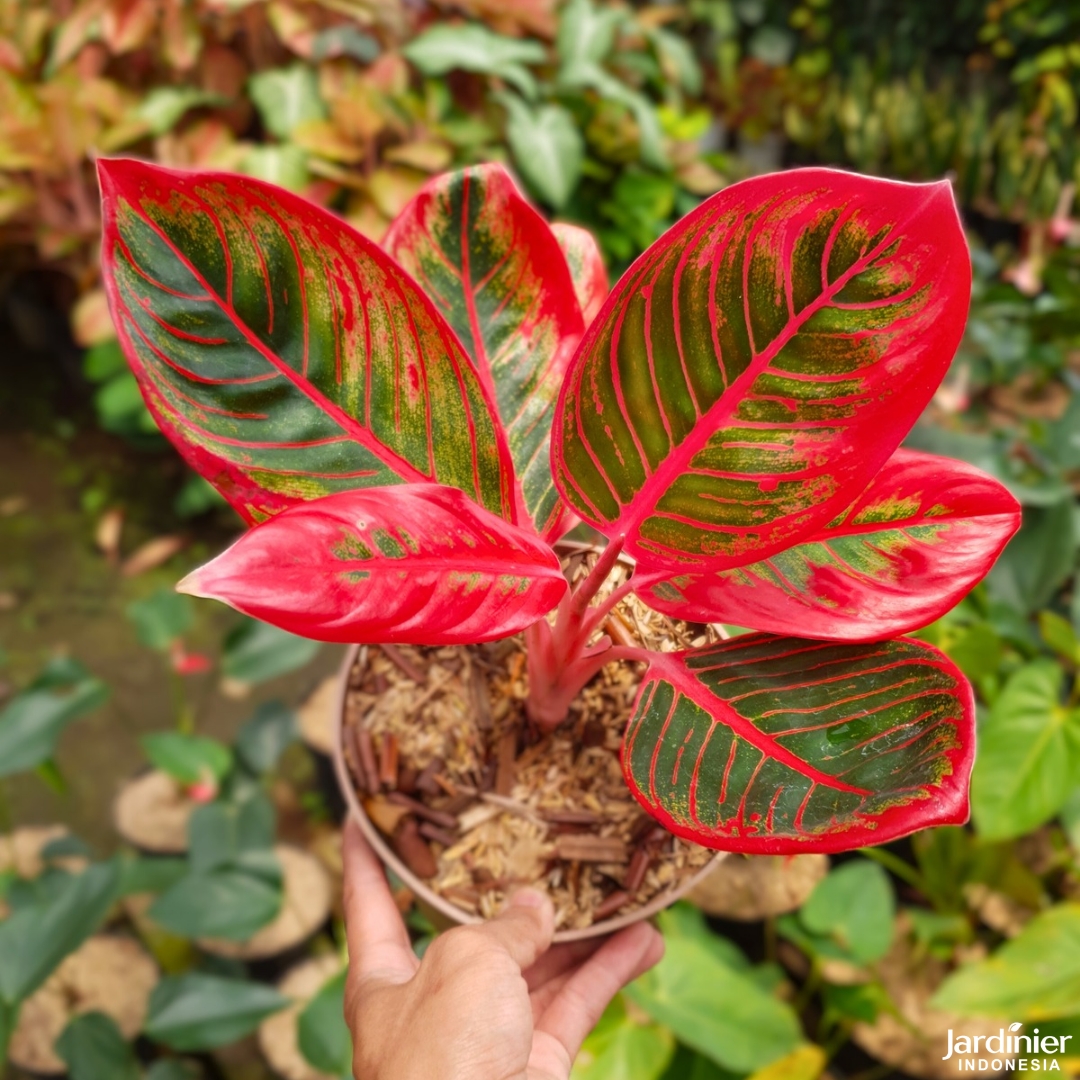 Aglaonema Khanza – Jardinier Indonesia