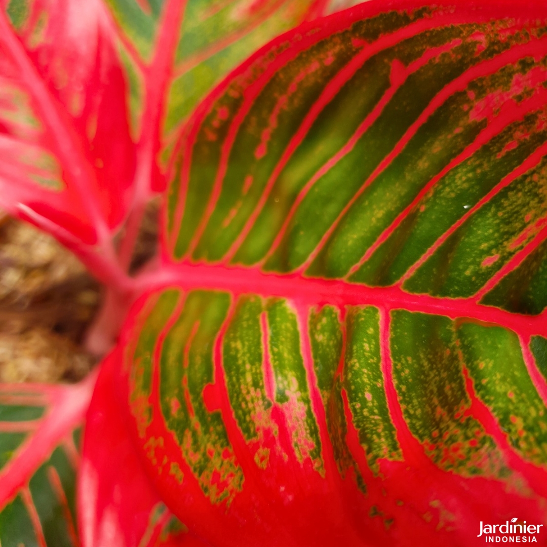 Aglaonema Khanza - Image 7