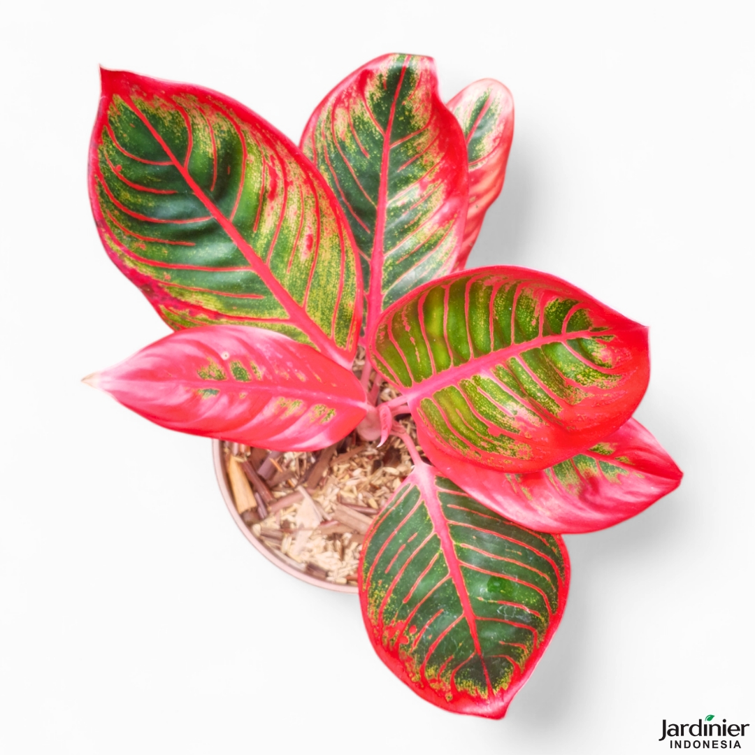 Aglaonema Khanza - Image 4