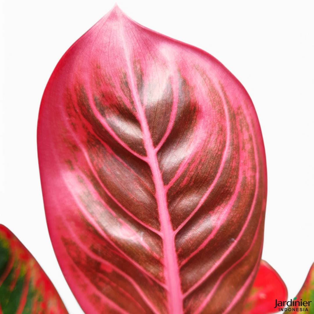 Aglaonema Khanza - Image 6