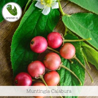 Muntingia Calabura / Strawberry Tree