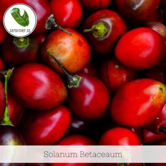 Solanum Betaceaum / Tree Tomato