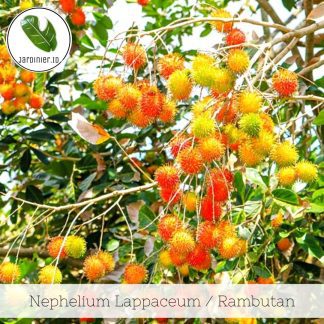 Nephellum Lappaceum / Rambutan