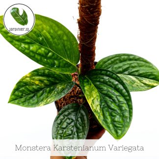 Monstera Karstenianum Variegata