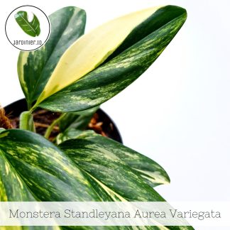 Monstera Standleyana Aurea Variegata