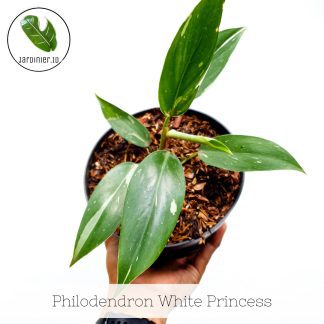 Philodendron White Princess