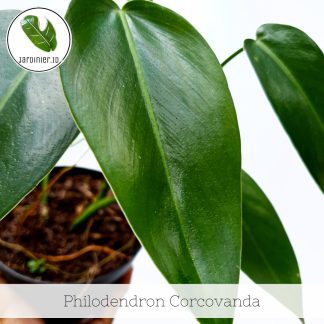 Philodendron Corcovanda