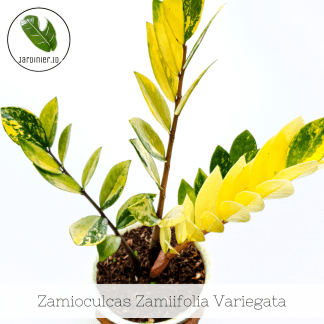 Zamioculcas Zamiifolia Variegata