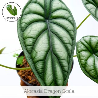 Alocasia Dragon Scale