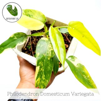 Philodendron Domesticum Variegata