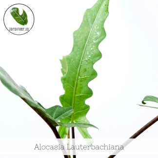Alocasia Lauterbachiana