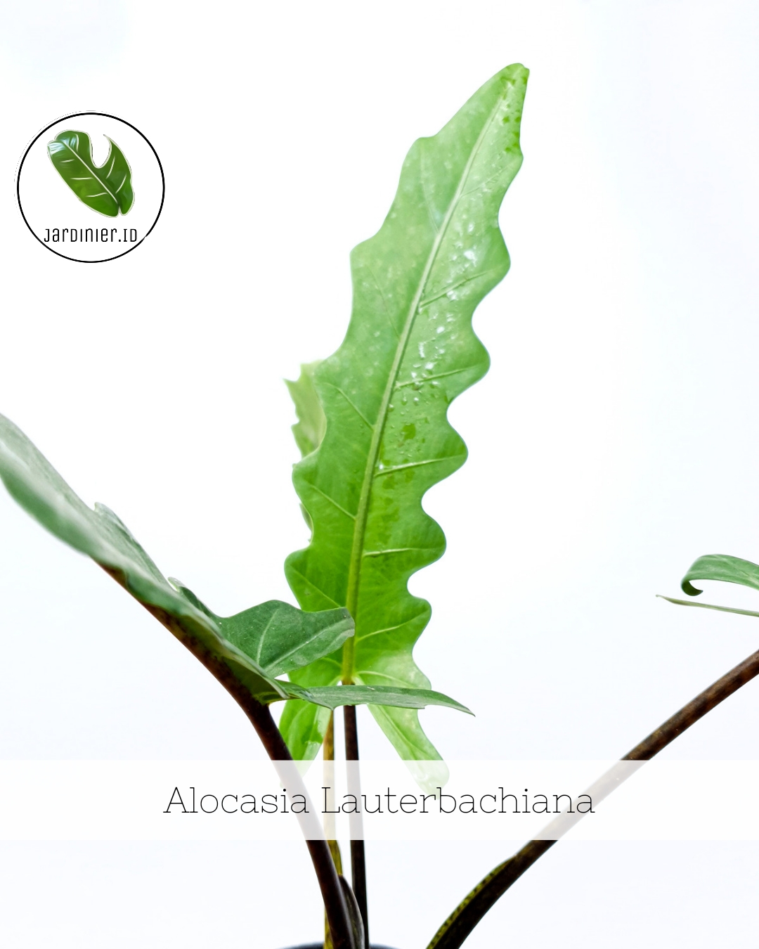Alocasia Lauterbachiana  Jardinier Indonesia