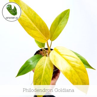 Philodendron Goldiana