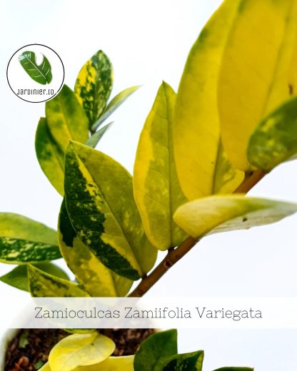 Zamioculcas Zamiifolia Variegata - Image 2