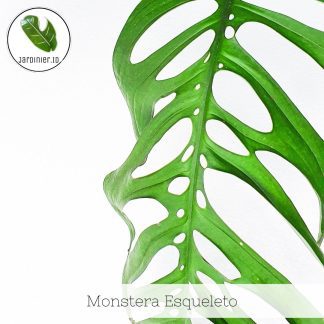 Monstera Esqueleto