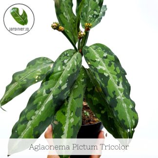 Aglaonema Pictum Tricolor