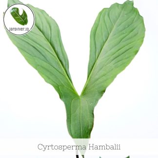 Cyrtosperma Hambalii