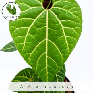 Aristolochia Leuconeura