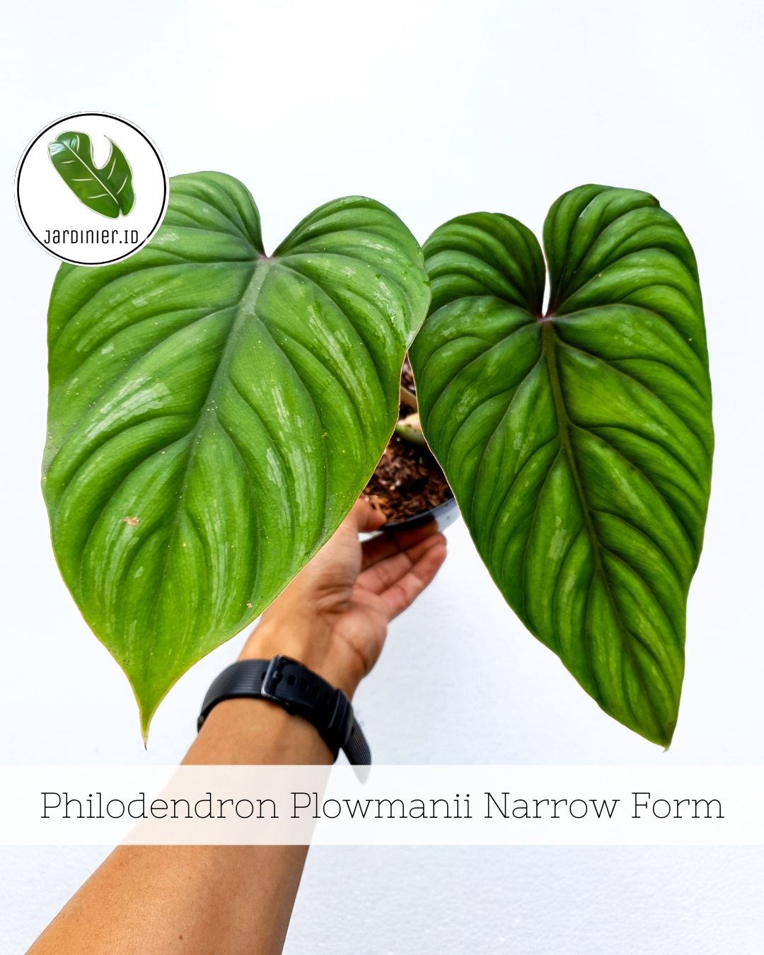 Philodendron PlowManii