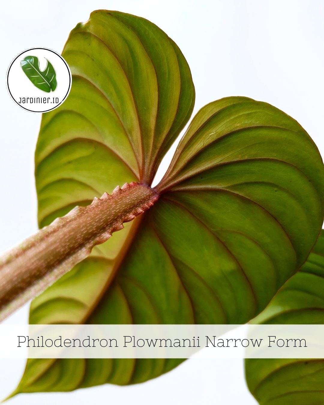 Philodendron Plowmanii Narrow Form  Jardinier Indonesia
