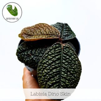 Labisia Dino Skin
