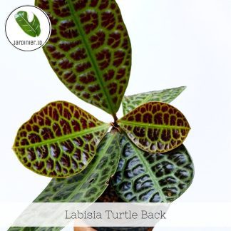 Labisia Turtle Back