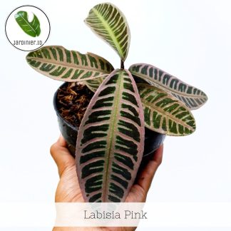 Labisia Pink