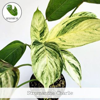 Stromanthe Charlie