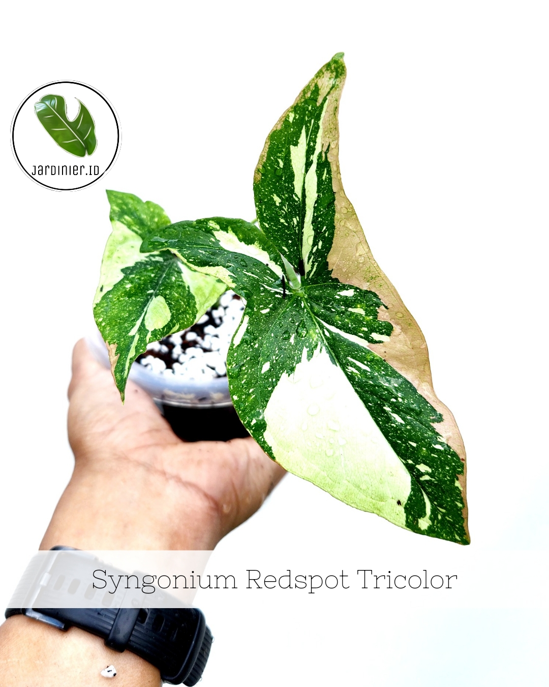 Syngonium Redspot Tricolor – Jardinier Indonesia