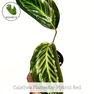 Calathea Flamestar Red Stem