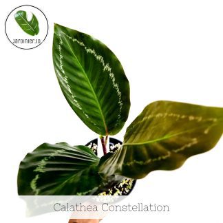 Calathea Constellation