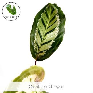 Calathea Gregor