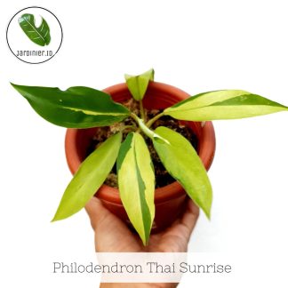 Philodendron Thai Sunrise
