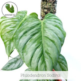 Philodendron Sodiroi