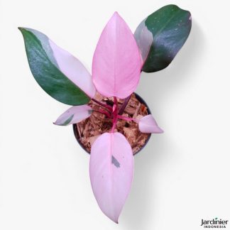 Philodendron Pink Princess