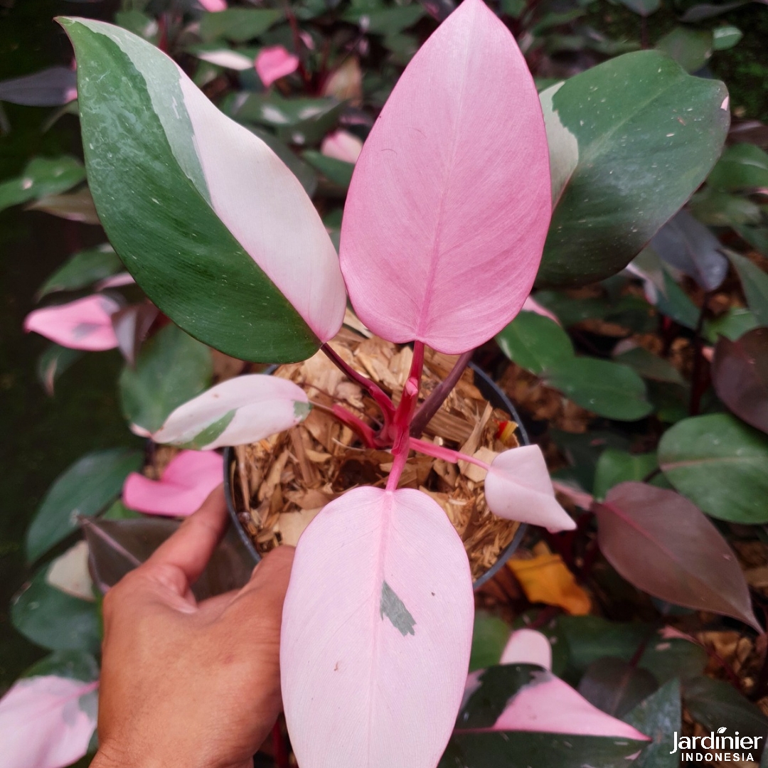 philodendron jose buono Philodendron Jose Buono Variegated – 4.5